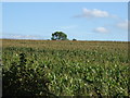 Crop field near Botts Green