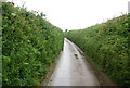 Narrow lane to Marber Cross