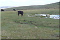 SX6558 : Cattle at Black Pool by Graham Horn