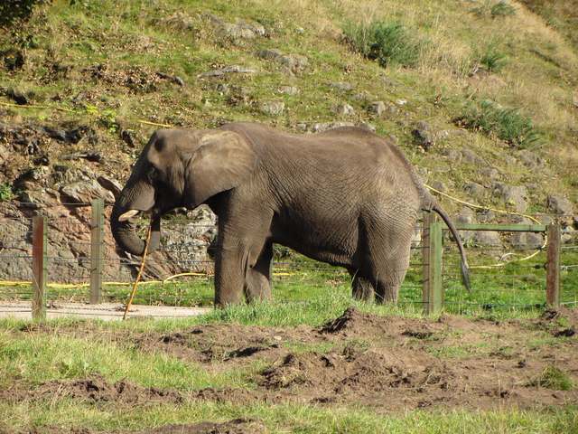 west midlands safari park elephant experience