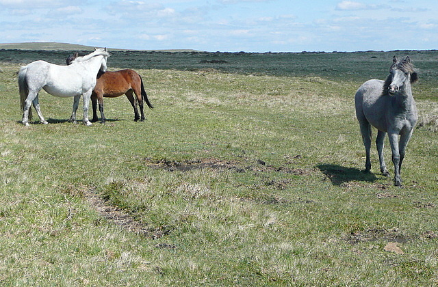 Ponies on Beacon Plain
