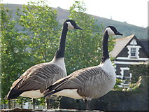ST1586 : Canada Geese at Caerphilly Castle by Jeremy Bolwell
