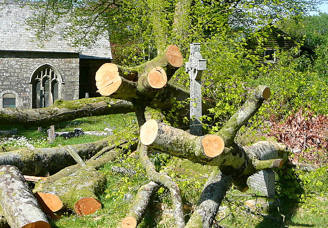 Harford churchyard, storm damage (2)