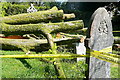 Harford churchyard, storm damage (5)