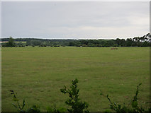 TL7587 : Weeting Heath nature reserve by Hugh Venables