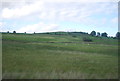 Sheep grazing by the A5