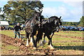 Shire horses at 2012 Trumpet ploughing competition