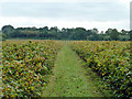 Gooseberry field