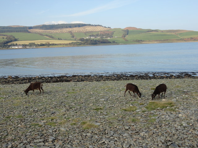 Dark brown soay sheep on Holy Isle shore  looking towards Clauchlands