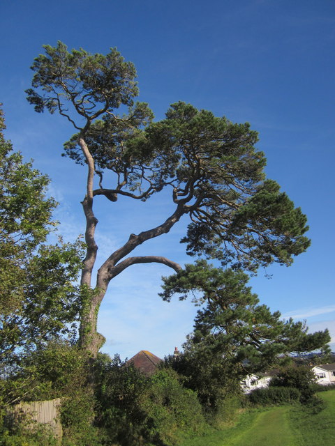 Pine tree, Armada Park