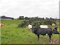 H7115 : Cows, Carnaveagh by Kenneth  Allen