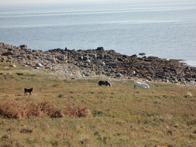 Horses on Holy Isle Beach