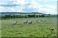 Sheep by Stoney Lane