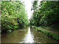 Tree-lined cutting, Worcs & Birmingham Canal