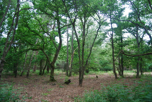 Woodland, Shere Heath © N Chadwick :: Geograph Britain and Ireland