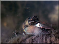 Crayfish in the Grand Union Canal