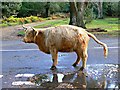 A Highland cow takes a comfort break in the New Forest, Hampshire