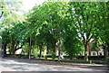 Trees, Adelaide Avenue