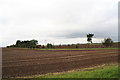 Avenue of young trees leading to Top Farm