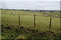 Sheep fields near Grimehills Farm