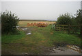 NU0839 : Big Bales through a farm gate by roger geach