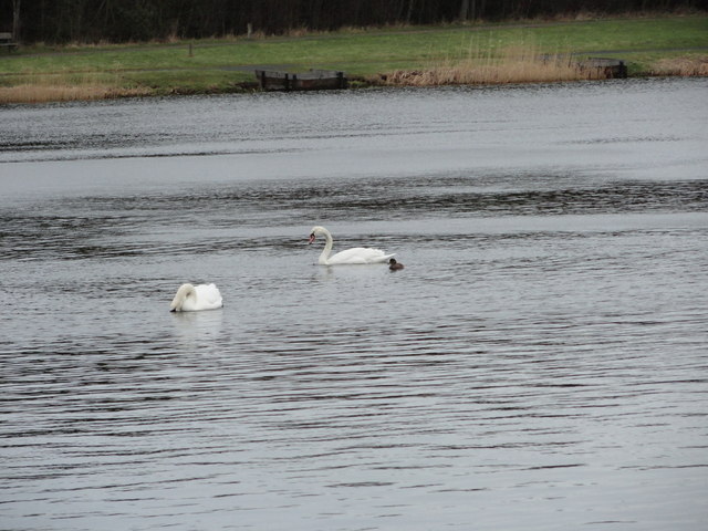 Mute Swans on the lake