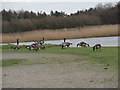 NZ2889 : Canada Geese at the lakeside by Robert Graham