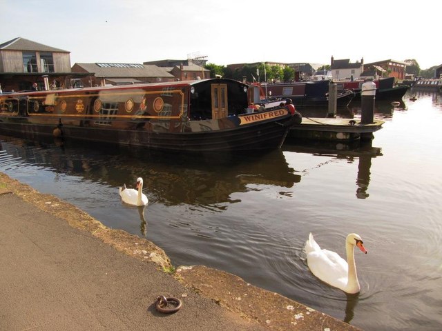 Swans in Diglis Basin