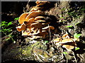 Large polypore fungus on fallen tree