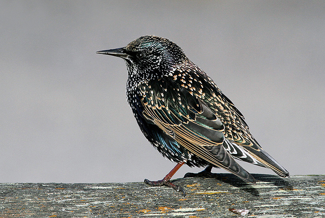 A starling at Chanonry Point © Walter Baxter :: Geograph Britain and ...