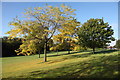 Benhall Parkland in Early Autumn