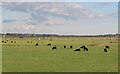 Cows on the marsh