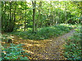 Path in Walderslade Woodlands