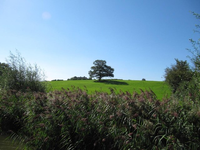 Lone tree in a field