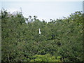 Heron in the trees, behind Church Street, Oughtibridge