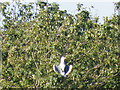 Heron spreading its wings, behind Church Street, Oughtibridge