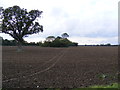 Footpath to Halesworth Road