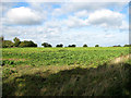 Sugar beet crop east of Flordon Road