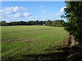 Field next to Manor Lane