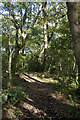 SW4425 : Bridlepath through Trevelloe Woods by Elizabeth Scott