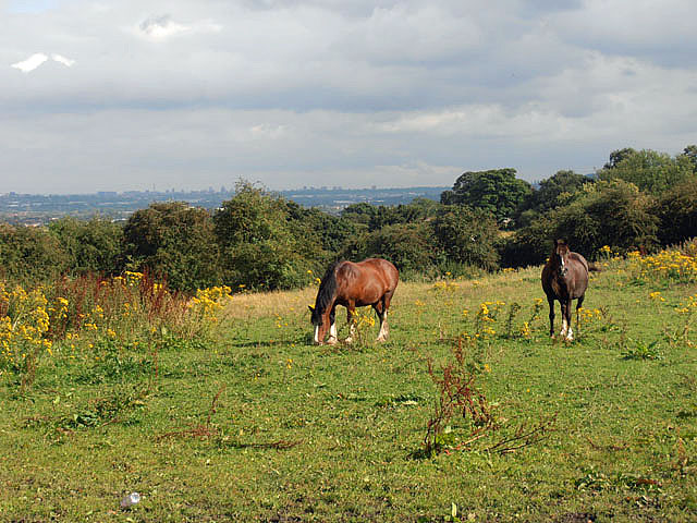 Horses grazing at Sedgley