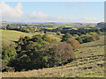 The wooded cleugh of Kingswood Burn west of The Steel  (2)