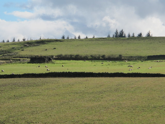 Farmland east of Sillywrea Farm (2)