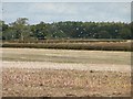 SK1525 : Dozens of gulls over a stubble field by Christine Johnstone