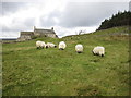 Hotbank Farm and livestock