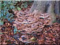 Fungi, Putney Heath