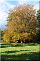 Horse chestnut tree