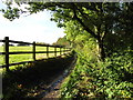 Top path through Boodle Wood looking west