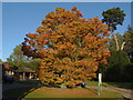 Acer, Botley Park