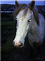 Horse at Rural Rhymney